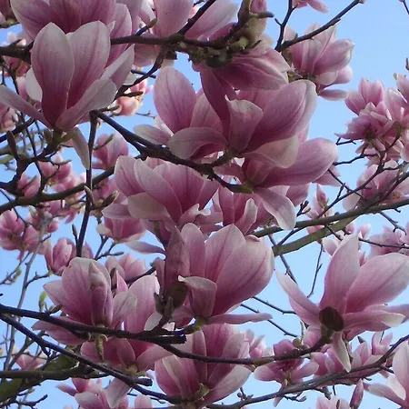 Apartment Magnolia Ockfen