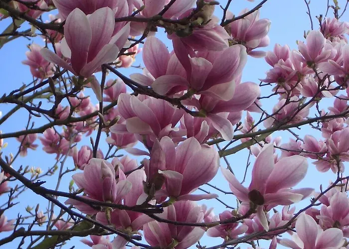 Lejlighed Magnolia Ockfen